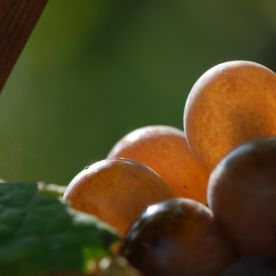 Rulaender Einzelbeeren 2